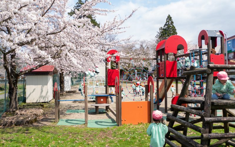 向陽幼稚園　桜満開です